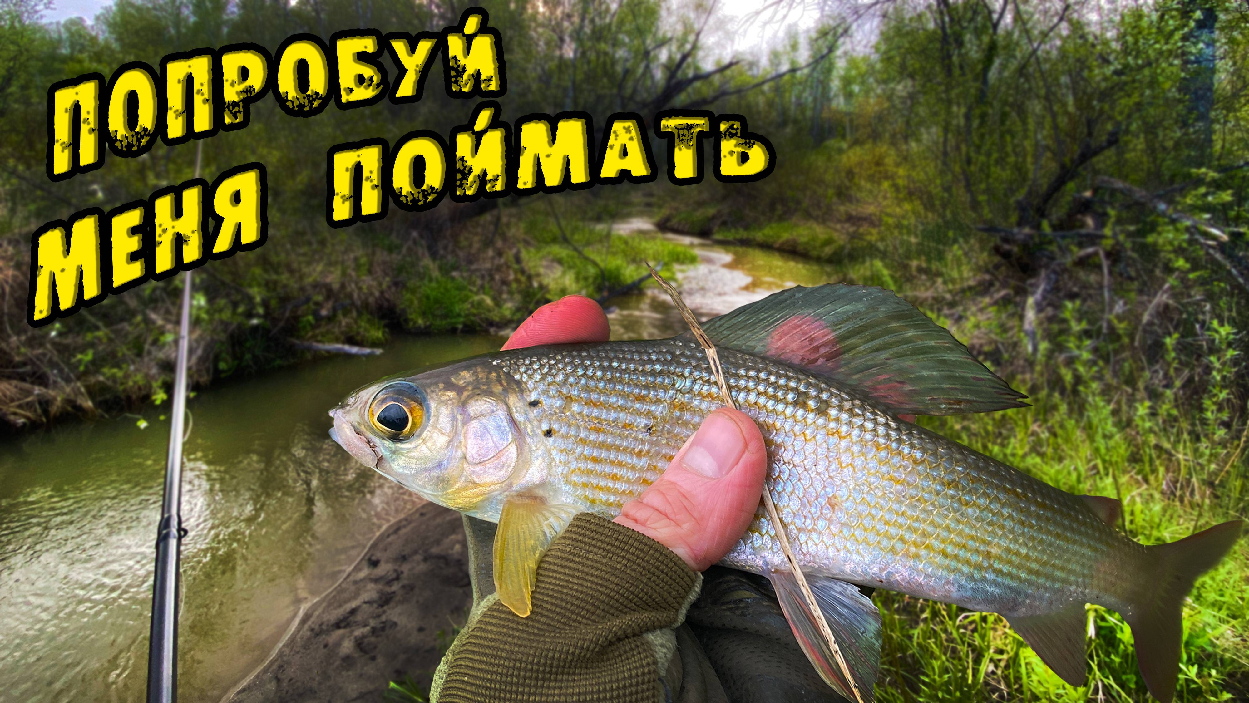 КАК Поймать ХАРИУСА в Незнакомом ручье? ТРУДОВАЯ рыбалка на ХАРИУСА! Ловля весеннего Хариуса в Мае