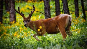 Дикие животные России -