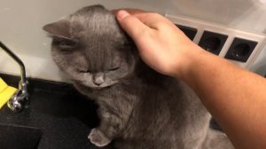 Британка из тик тока . Полезно