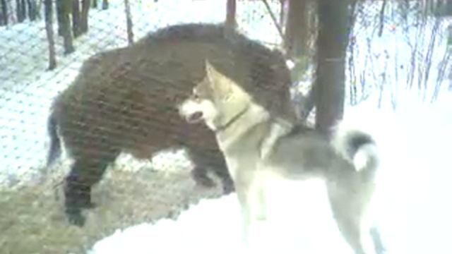 КАЮР НА ПРИТРАВКЕ смотреть онлайн