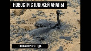 Новости с пляжей Анапы, 1 января 2025 года, много птиц в мазуте, нужна помощь