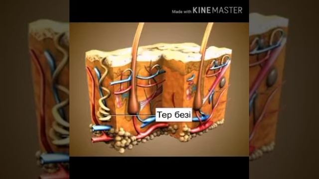 Биология 8 сынып Терінің құрылысы, қызметі мен маңызы смотреть онлайн