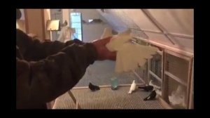 Голуби у Виктора-22 (Питомник "Западный" Белые) 8-906-727-22-43