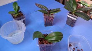 04.07.24.Орхидея Дикий кот..теряет тургор ..пересадка..