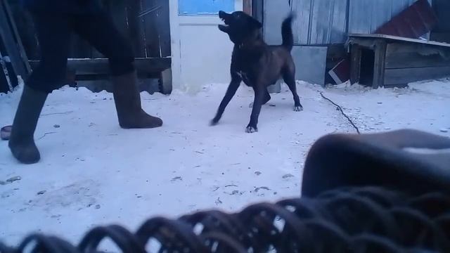 Дикий пес смотреть онлайн