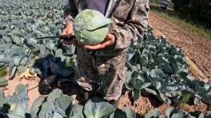 31,07,2024, Капуста Нью Йорк F1. Компания Wing Seed.