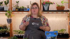 Вот из-за чего сохнут листья у рассады! 7 главных причин и как их исправить