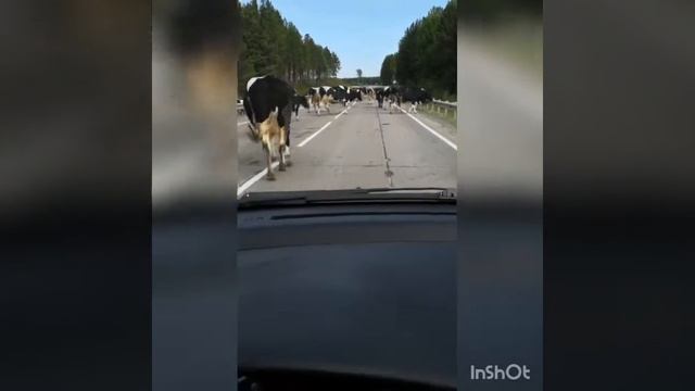 Коровы на трассе смотреть онлайн
