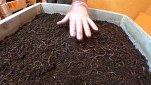 Двойной удар по почвенному клещу.