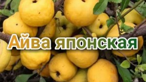 Айва (хеномелес)