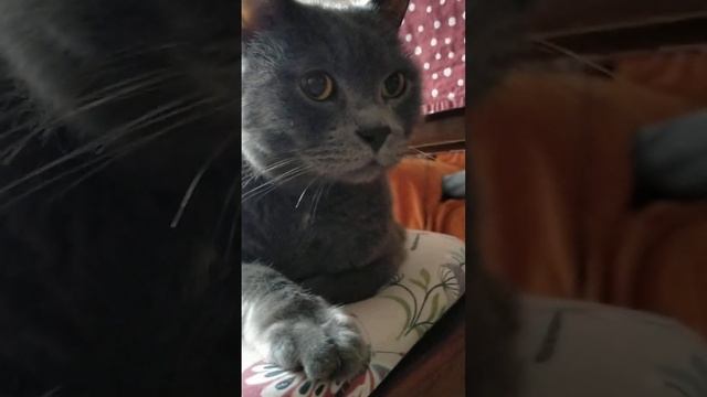 любимые домашние животные