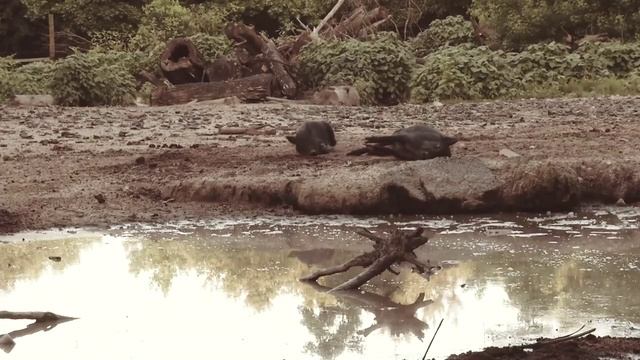 охота с пневматикой.