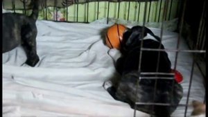 Щенки Ам.стаффа "А" помет