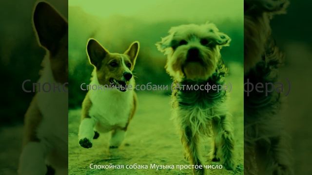 Впечатление (Спящая собака) смотреть онлайн