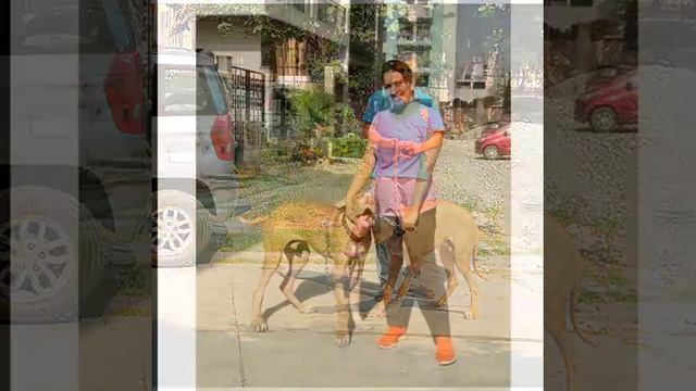 Chul - Bul Indian Mastiff ( Bully kutta) 6 month 20 day At dehli смотреть онлайн