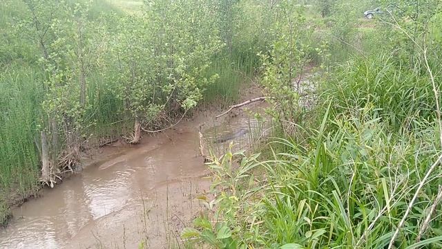 Охота на бобра. Бобр с близкого расстояния. смотреть онлайн