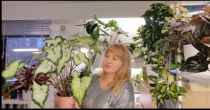 Обзор монстер Альбо,филодендронов,антуриумов и т.д #plants #top #обзор #garden #цветы #растения