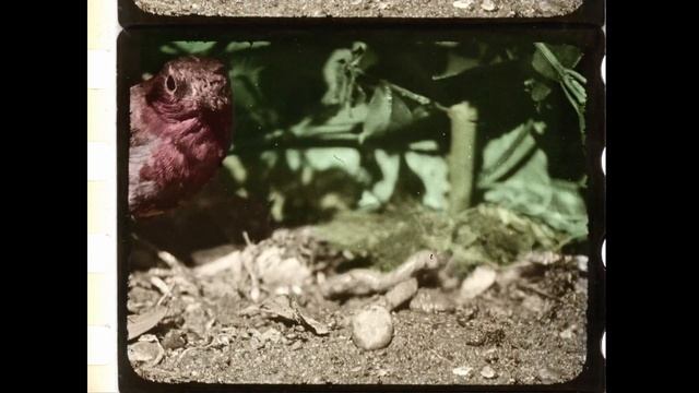 Редкая 35-мм.киноплёнка раскрашенная вручную 1916 год