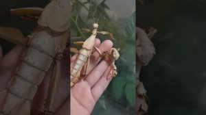 австралийский палочник