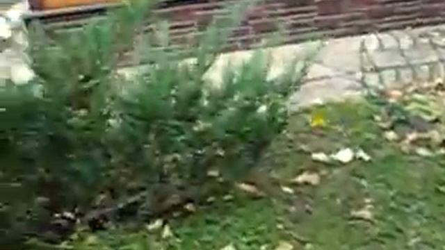 Миниатюрные шпицы "Забавные крохи" смотреть онлайн