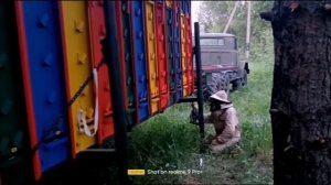 пора двигаться за медом. 11 июня 2024 г.