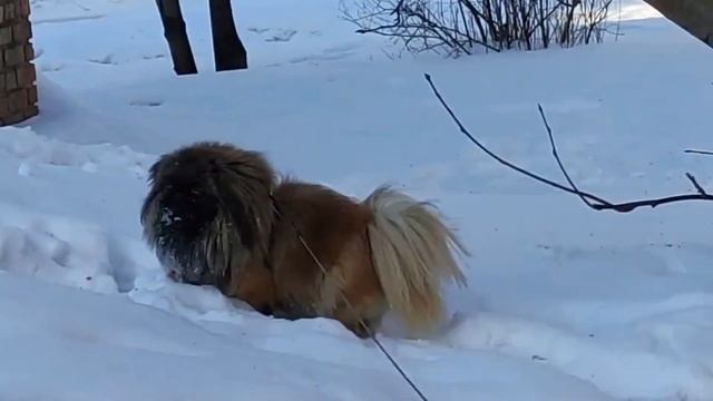 Собаки тоже любят снег смотреть онлайн