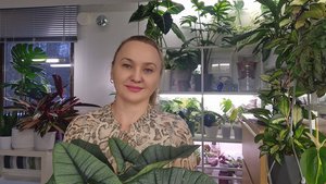 Обзор растений эксперименты с орхидеями, алоказиями #plants #обзор #top #garden #цветы #растения