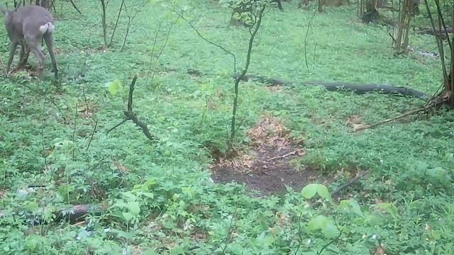 Косуля (самец косули) метит территорию смотреть онлайн