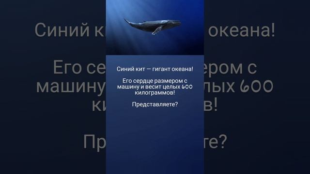 Синий кит — гигант океана! 🤗🐳🌊