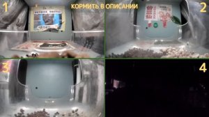 У НАС МОЖНО КОРМИТЬ КОТИКОВ