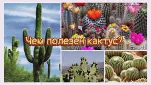 Чем полезен кактус