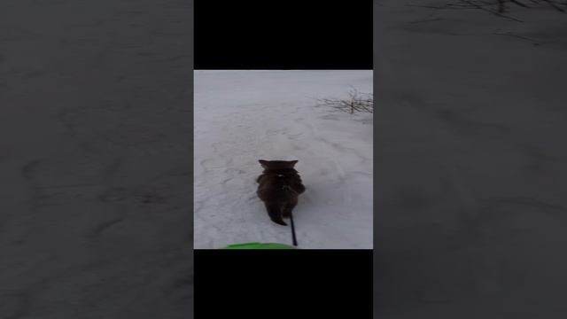 Пошёл котик гулять.
