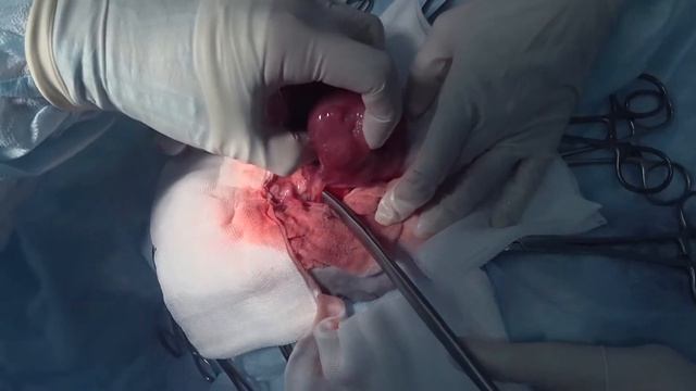 Удаление новообразования брюшной полости у кошки (Resection of abdominal tumor in a cat) смотреть онлайн