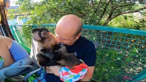 2019.06.29 Обезьяна капуцин Масяня, Даня, Браша и Кики. Первая большая летняя встреча подружек.