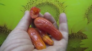 Томат Покоритель неба случайно долежал до января в комнатных условиях!