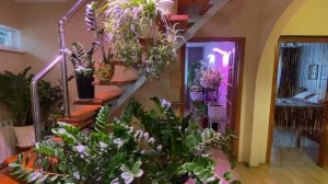 Да что же этому замиокулькасу нужно_