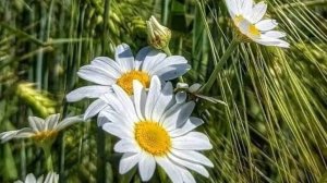 Мои воспоминания - Мой герой...