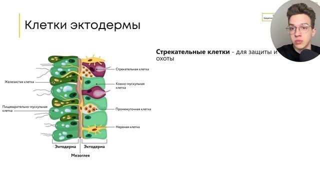 КИШЕЧНОПОЛОСТНЫЕ | ЕГЭ ОГЭ Биология