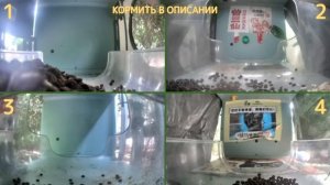 У НАС МОЖНО КОРМИТЬ КОТИКОВ