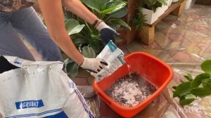 Пересадка замиокулькасов