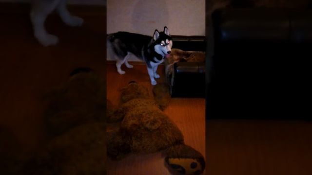 Хаски и кот на заднем плане))) смотреть онлайн