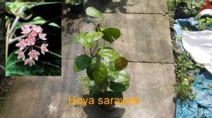 Hoya ut033 ☘Hoya sarawak ☘Hoya cv.paticia ☘Hoya ut247 ☘☘☘sđt 0988 093 814