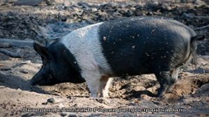 Стандарты, особенности и преимущества беконных пород свиней