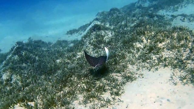#eagleray #redsea #egypt #love #eagle #ray #scooter #scootering #scubadiving #tauchen #ceeport