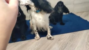 русский охотничий спаниель