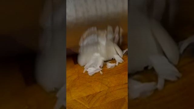 Идеально быстрая нарезка лука на мелкий кубик ножом ЦайДао смотреть онлайн