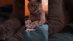 наши питомцы 😻