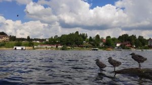 Птенцы чаек озерных