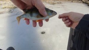 малий але СИЛЬНИЙ балансир МІКРОН ЗРОБИВ ще ОДНУ НАШУ РИБАЛОЧКУ ЧУДОВОЮ ЗАЛІКОВОЮ🐟🐟🐟