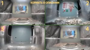 У НАС МОЖНО КОРМИТЬ КОТИКОВ